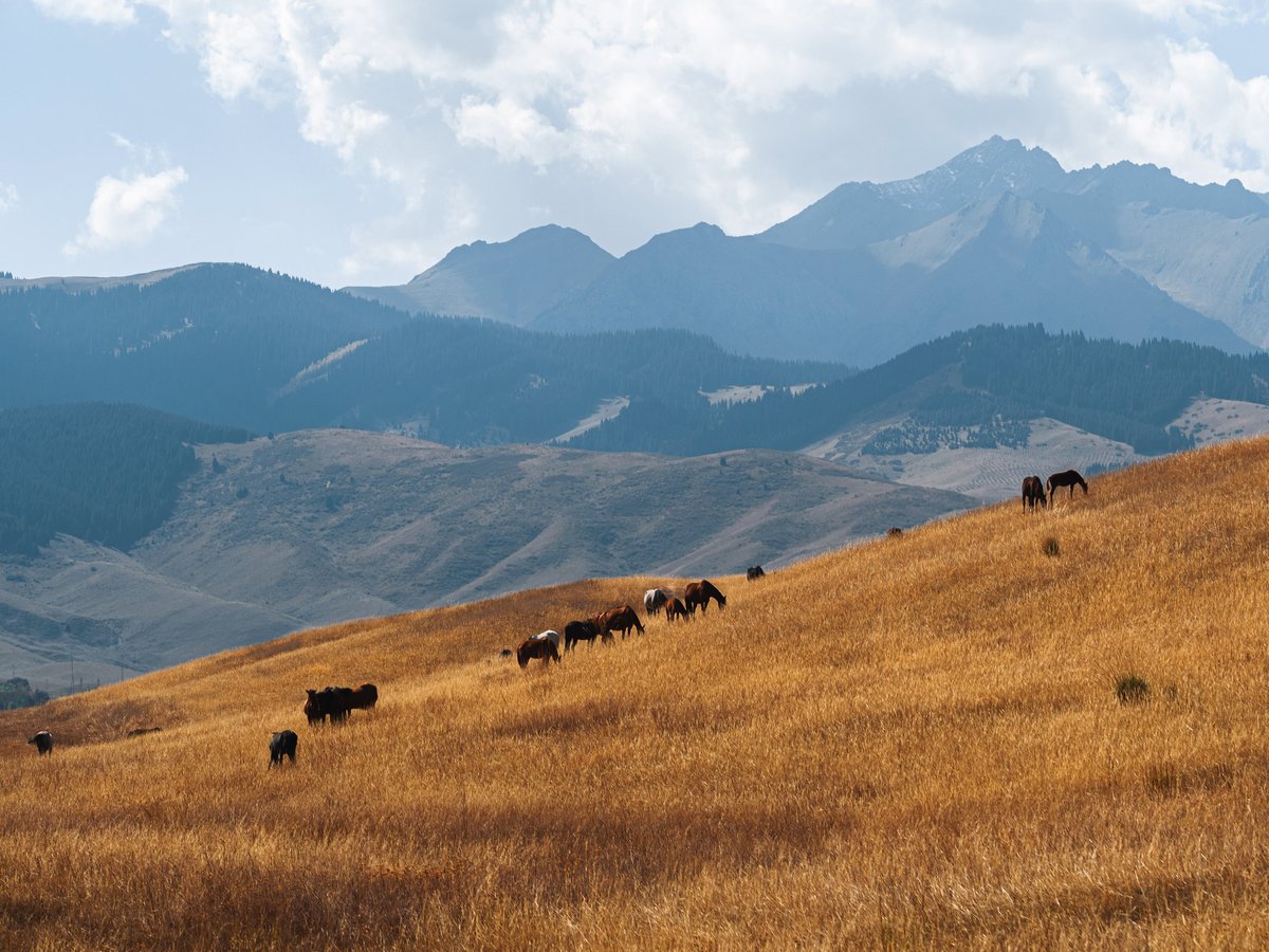 Mongolian nomadic family with horses in the steppe